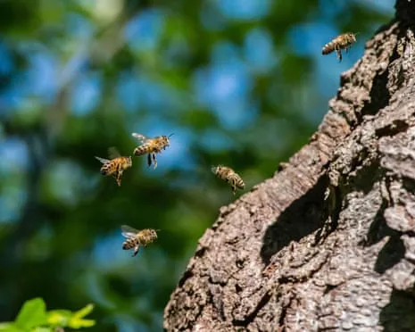 How Protecting Honeybees Might Harm Wild Bee Species